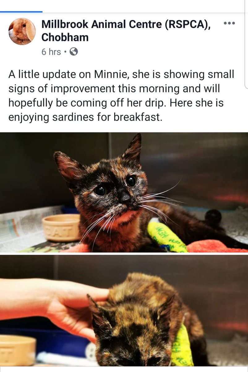 AlvinASBO's tweet photo. If anyone wants to follow Minnie's progress she's at Millbrook RSPCA Chobham and they are posting about her on Facebook. #FINDMINNIESABUSERS #helpminnie π»ππΎ https://t.co/SDFLiyk5SM