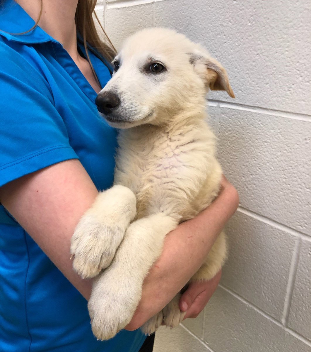 kshumanesociety's tweet photo. 🚨🚨🚨 PUPPY-PAW-LOOZA! 🚨🚨🚨

Buddy, Gucci, Luna, Maggie, Rocky, AND Sparky all need homes! ❤️❤️❤️

Give us a call if you'd like to place a hold on one of these adorable pups today! 316-524-9196

Dog page: https://t.co/bWzwrgAkK8 https://t.co/0F8QR4jrti