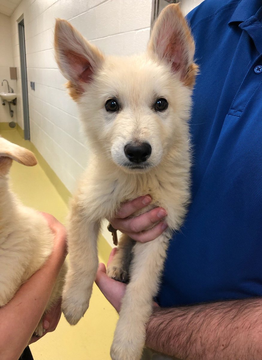 kshumanesociety's tweet photo. 🚨🚨🚨 PUPPY-PAW-LOOZA! 🚨🚨🚨

Buddy, Gucci, Luna, Maggie, Rocky, AND Sparky all need homes! ❤️❤️❤️

Give us a call if you'd like to place a hold on one of these adorable pups today! 316-524-9196

Dog page: https://t.co/bWzwrgAkK8 https://t.co/0F8QR4jrti