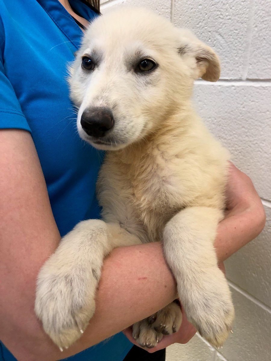 kshumanesociety's tweet photo. 🚨🚨🚨 PUPPY-PAW-LOOZA! 🚨🚨🚨

Buddy, Gucci, Luna, Maggie, Rocky, AND Sparky all need homes! ❤️❤️❤️

Give us a call if you'd like to place a hold on one of these adorable pups today! 316-524-9196

Dog page: https://t.co/bWzwrgAkK8 https://t.co/0F8QR4jrti
