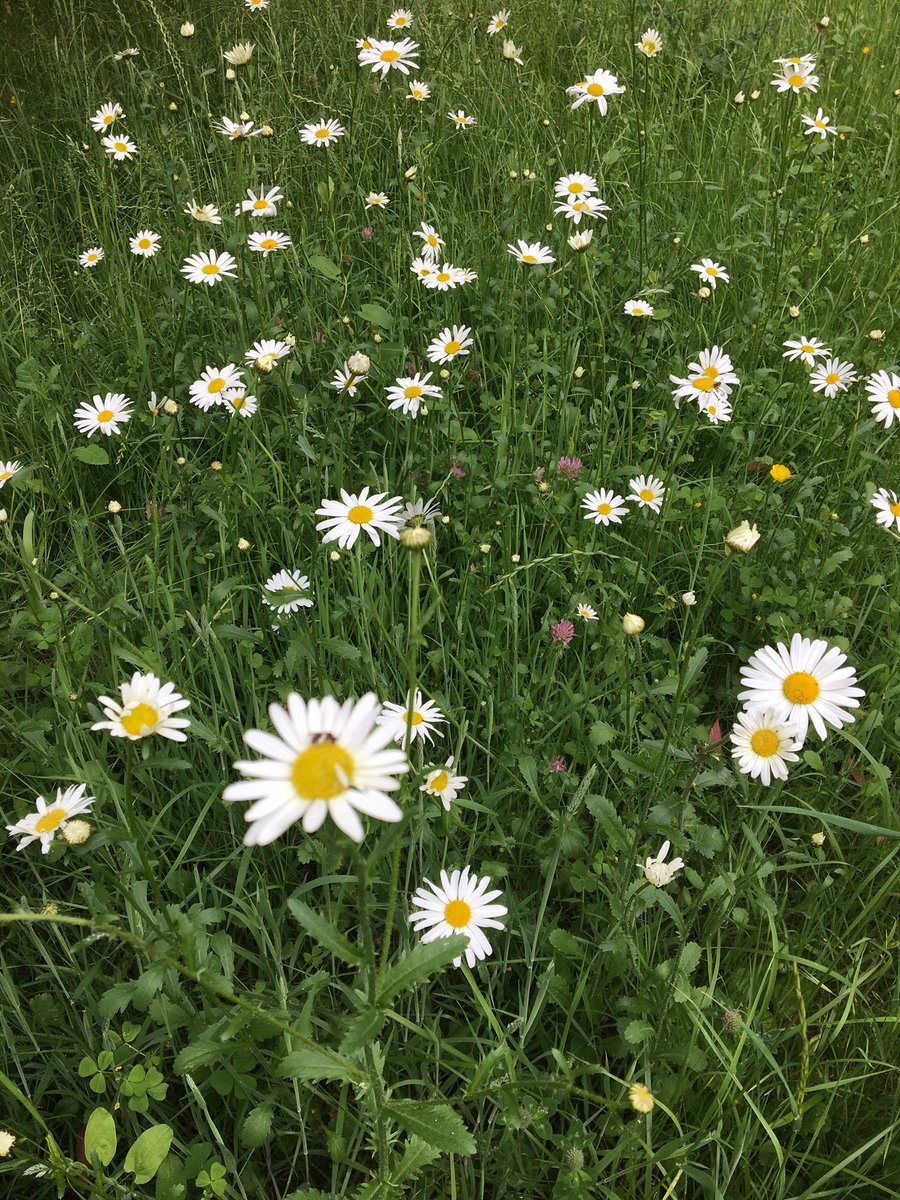 hlcoatesmusic's tweet photo. "Normality is a paved road: It's comfortable to walk, but no flowers grow on it" Vincent Van Gogh https://t.co/TX2RhAj2Ip