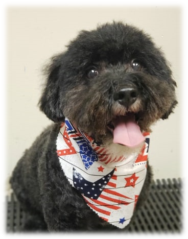 AMSHVets's tweet image. Handsome Boe enjoyed his spa day!😍

Call us today to schedule your pup's next grooming appointment! Save 30% off your first groom at AMSH!

#AMSHvets #tulsaoklahoma #brokenarrowoklahoma #grooming #healthypets #spaday #awwww #dogsofinstagram #health #relaxing #pamperedpet