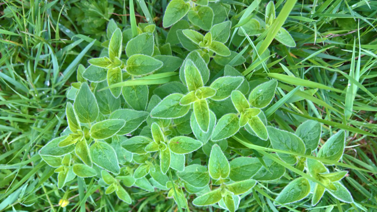 At last some #rain but hardly the drenching we were promised. Still 2.5mm is better than nothing after days of drought. #HappyPlants