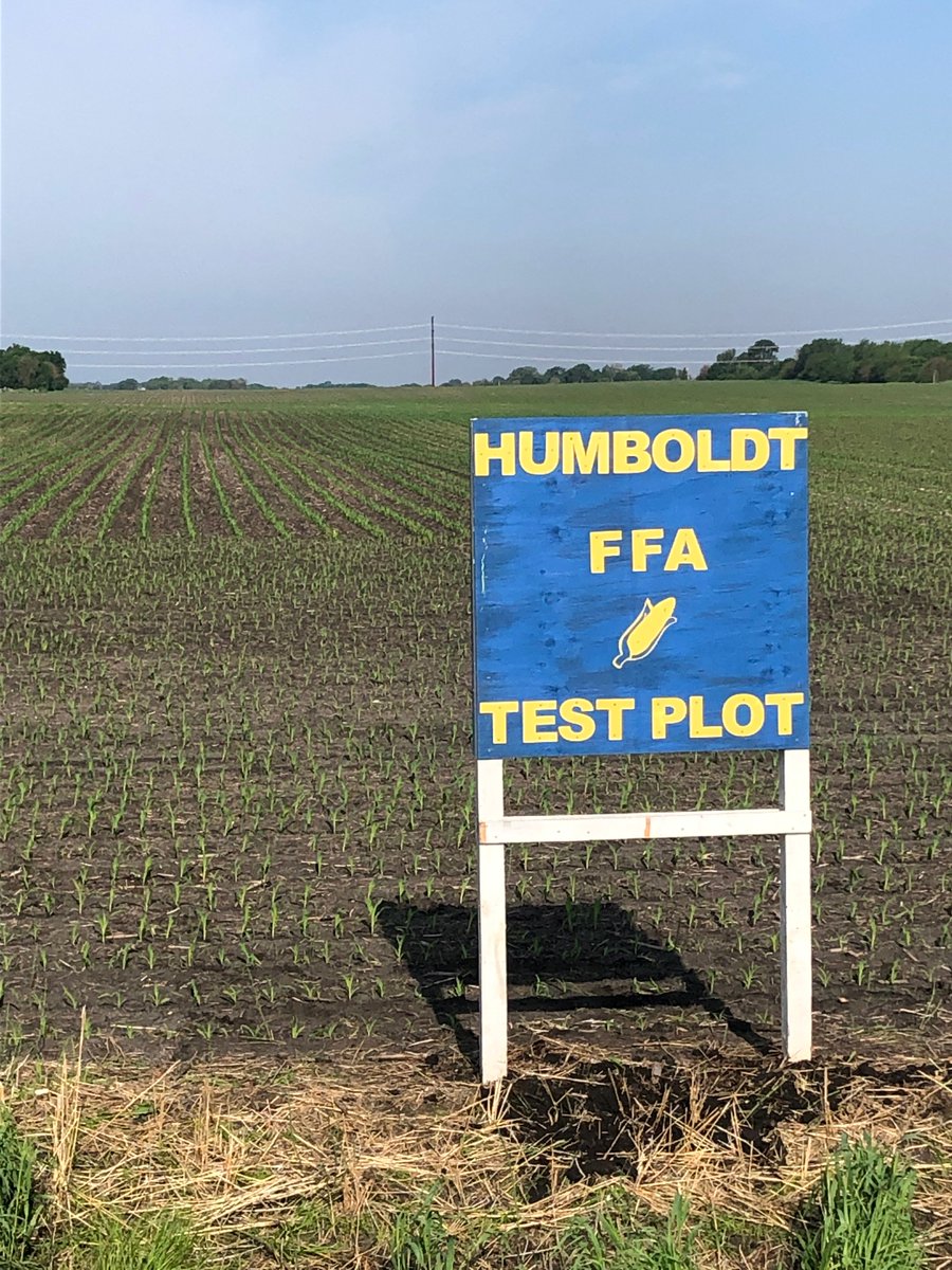 FFA Test Plot looking good on June 4th.
