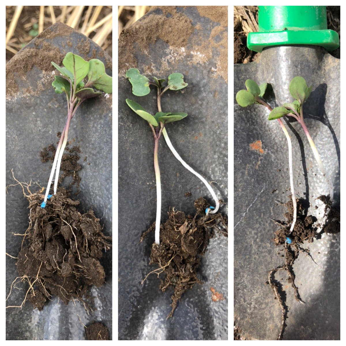 Jamie Bugg tweet media