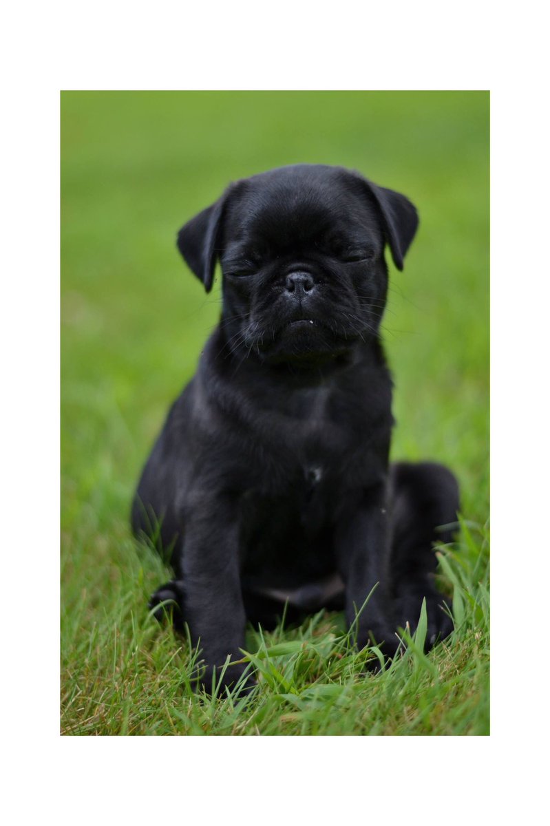theblackpug's tweet photo. When you thought it was Friday 😖
https://t.co/AyAP07PRRx
#pug #puglife #pugstore #pugchat #why https://t.co/zIfzbf1Rdi