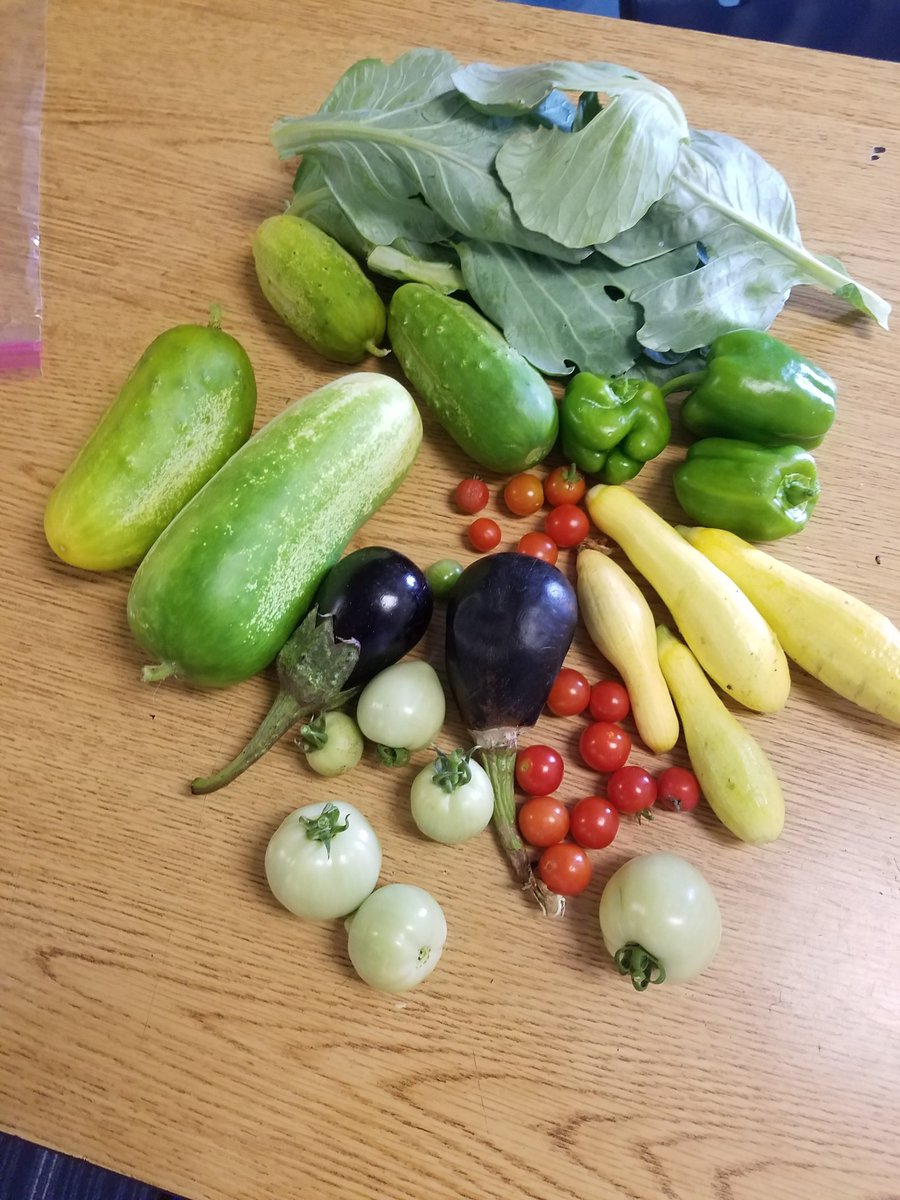 Vegetables from the garden at Conder! @MsBoonesKinders  <a href="/MsPerkinsPals/">Perkins Pals</a> @PaulaChina1 <a href="/ConderStars/">Conder Arts Integrated Magnet School</a> <a href="/TammerRoberts/">Tammer Roberts</a> @WillieAP34