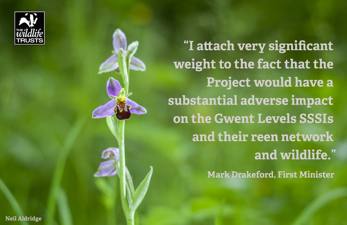 Incredible news that the Welsh Government is valuing our precious and irreplaceable wildlife! @GwentWildlife #NoNewM4 #SaveTheGwentLevels wildlifetrusts.org/news/great-new…