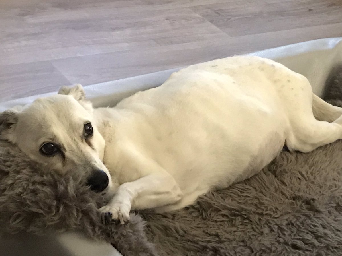 Logerl's tweet photo. #bestdog #phoebe #soulmate https://t.co/ch7XF0BLCV