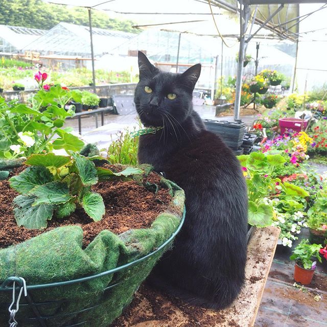 GildedCreatureA's tweet photo. The rain brings out the best plants https://t.co/MyfAgAHK22 https://t.co/OhoeCChjfB