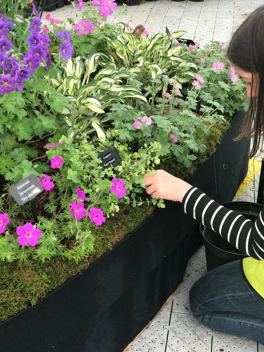 It’s all in the attention to detail! Final finishing touches before judging commences very soon 
#RHSChatsworth 
⁦@The_RHS⁩ 
#FloralMarquee