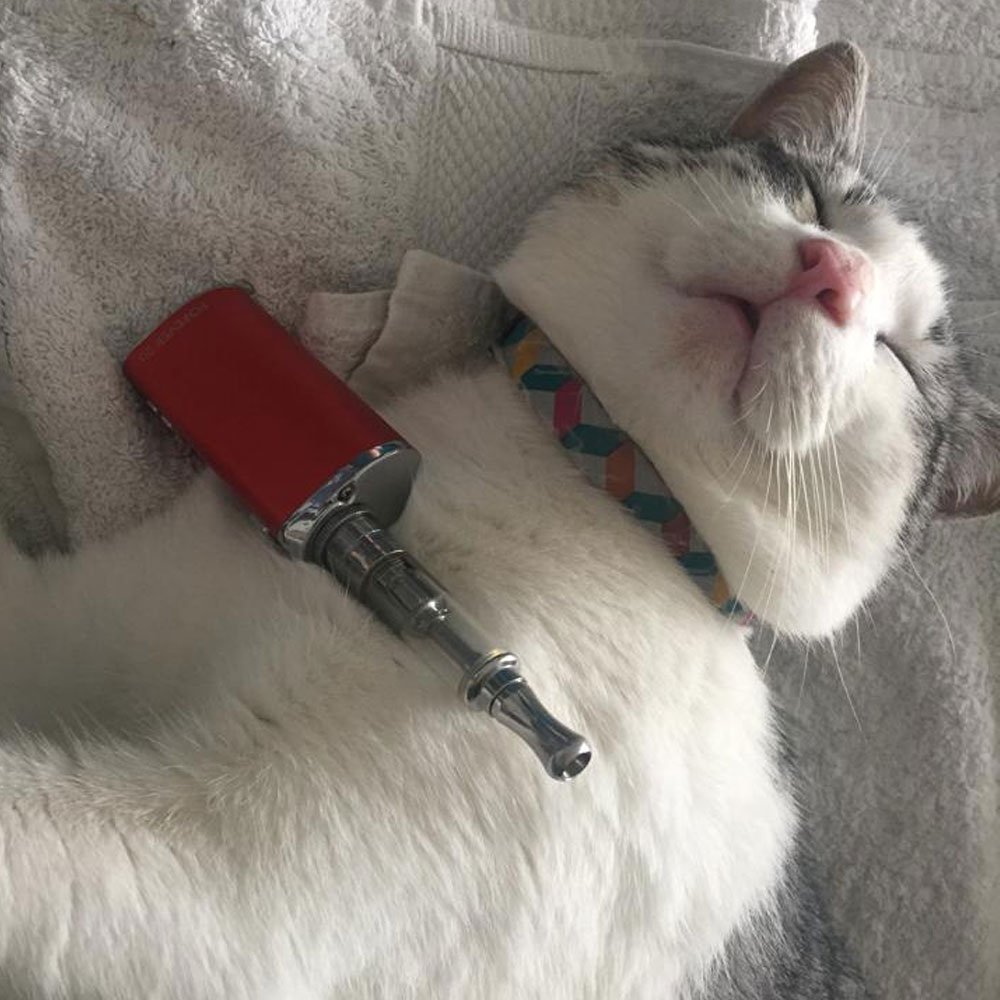 Vape And Juice Di Twitter It S National Hug Your Cat And Share Your Vape Day Nationalhugyourcat Vape Vapeshop Vapelife Vaping Https T Co 3fdrfazkns Twitter