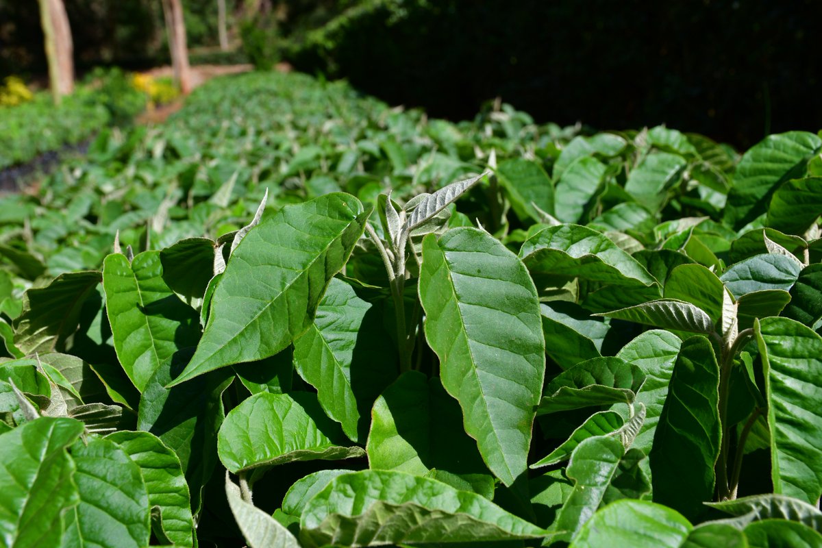EcofixK's tweet photo. We encourage you to plant more croton trees and not to cut the existing ones, to foster environmental conservation. #BeatAirPollution  #WorldEnvironmentDay https://t.co/qjKrz7FBec