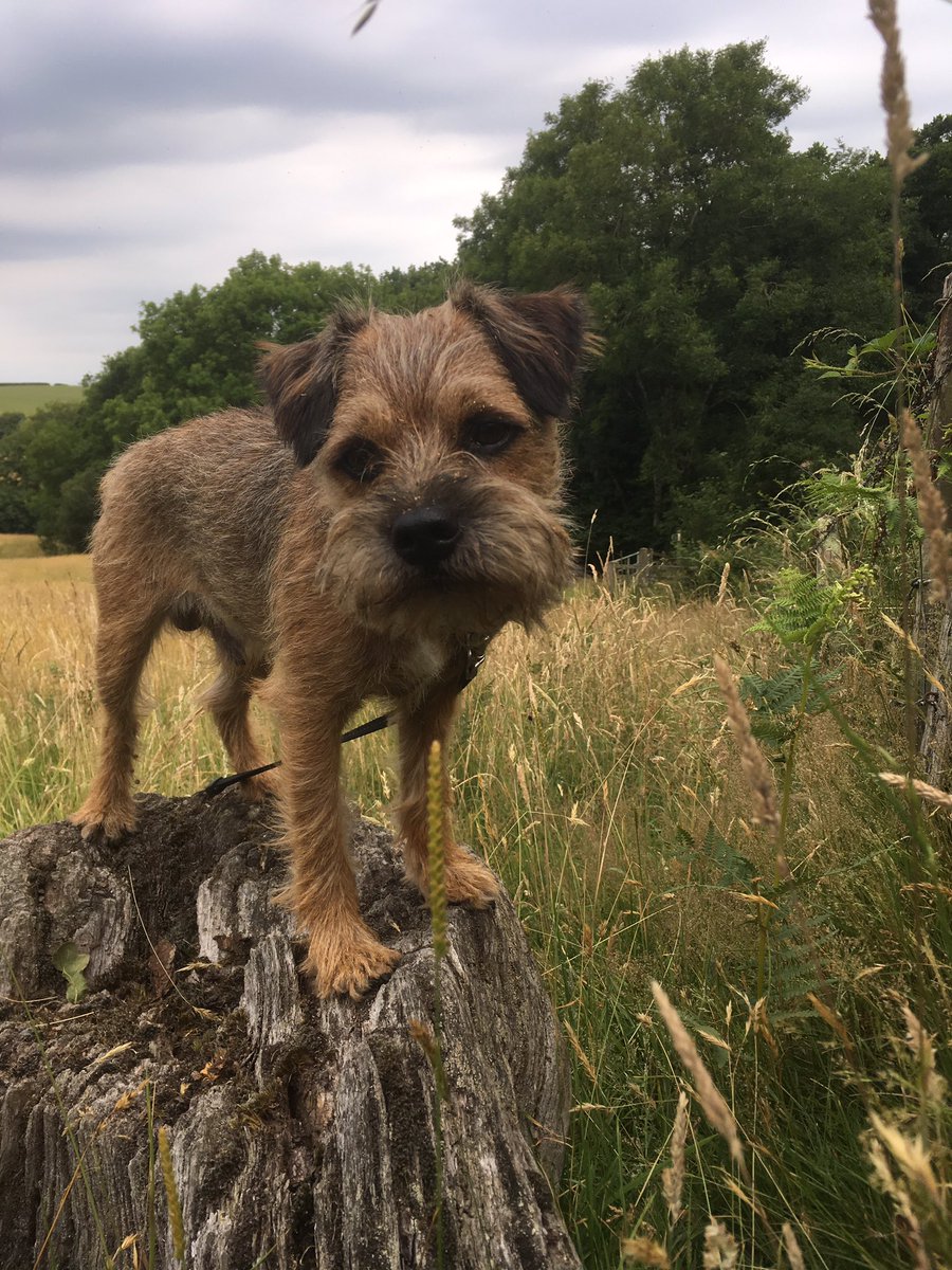 LimeOscar's tweet image. From moor to sea and all the zoomies in between, I luffs #NorthDevon best! #DevonDay 
#DevonIsHeaven #LoveWhereYouLive 💚 #LoveNorthDevon
