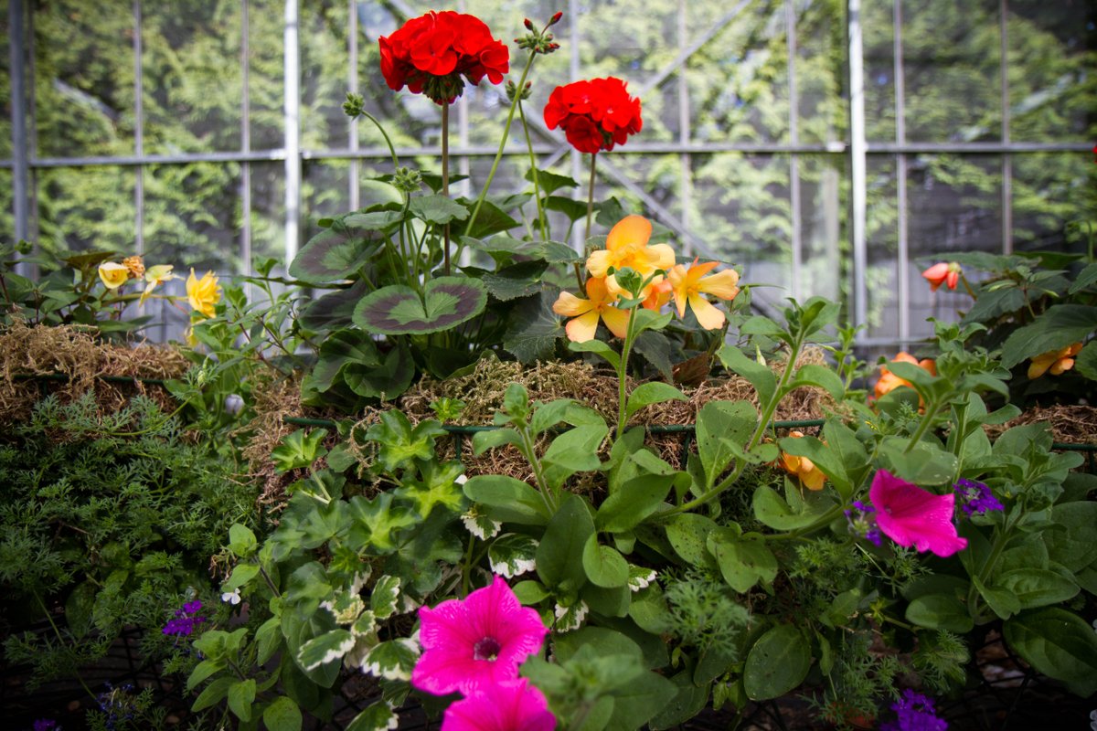 buteparkcardiff's tweet photo. Bring the city's green heart into your garden - Open 10 am-3 pm every Wednesday and Saturday
#ButeParkNurseries #PlantShop 
@CardiffBoat
@PettigrewTea
@cardiff_castle https://t.co/f3KzuXVaoK