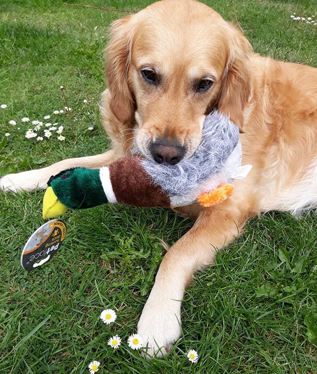 Happy Birthday to our golden girl 💖 🐾 5 Today! 🎂🎈🎉🎁 #birthdaygirl #bestpresent #favoritetoy #puppyfun #manyhappyreturns #puppylove #dogsofinstagram #lovemygoldie #goldiesofinstagram