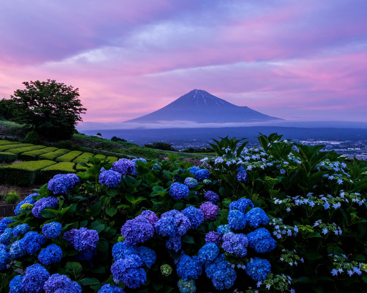 hiroshi_vh's tweet photo. 「淡い夕焼け空の下で」

淡い夕焼け空の下で紫陽花と富士山が夕暮れ時のいい雰囲気を醸し出していました。

撮影場所：静岡県富士市 https://t.co/xXvTa8mdTl
