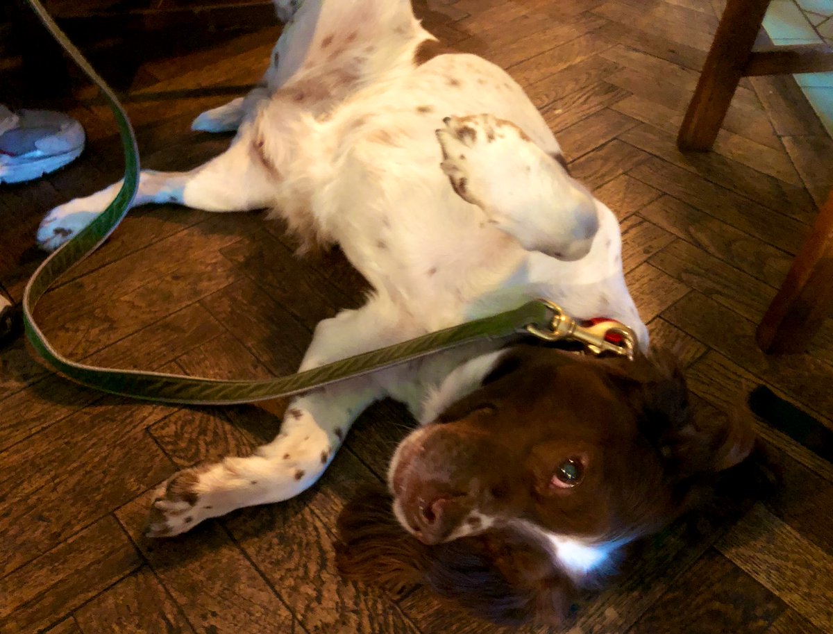 This little sweetheart, Kiki, just loves a belly rub! We are a dog friendly pub, so please feel free to enjoy your time here with your pawtastic pet by your side 🐕🐾 

#welovedogs #petportrait #brighton