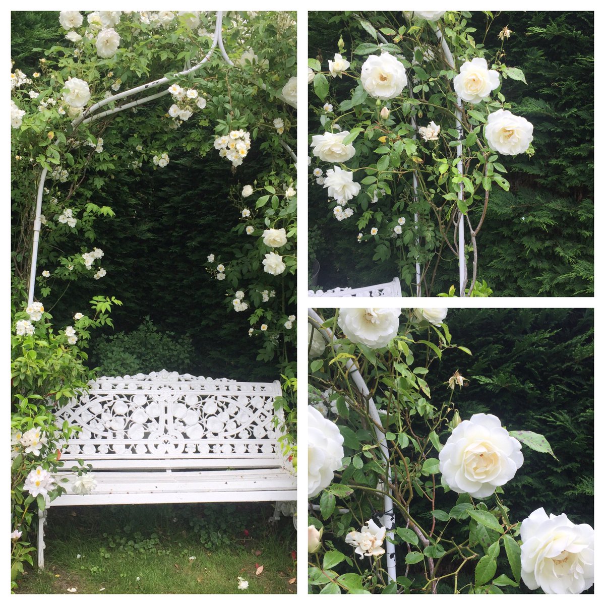 David_Emanuel's tweet photo. Front garden arbour...@DAustinRoses #Spring #RamblingRector #TimeForContemplation #Peace 🕊🕊🕊🕊 https://t.co/eaFf9j5Tlp