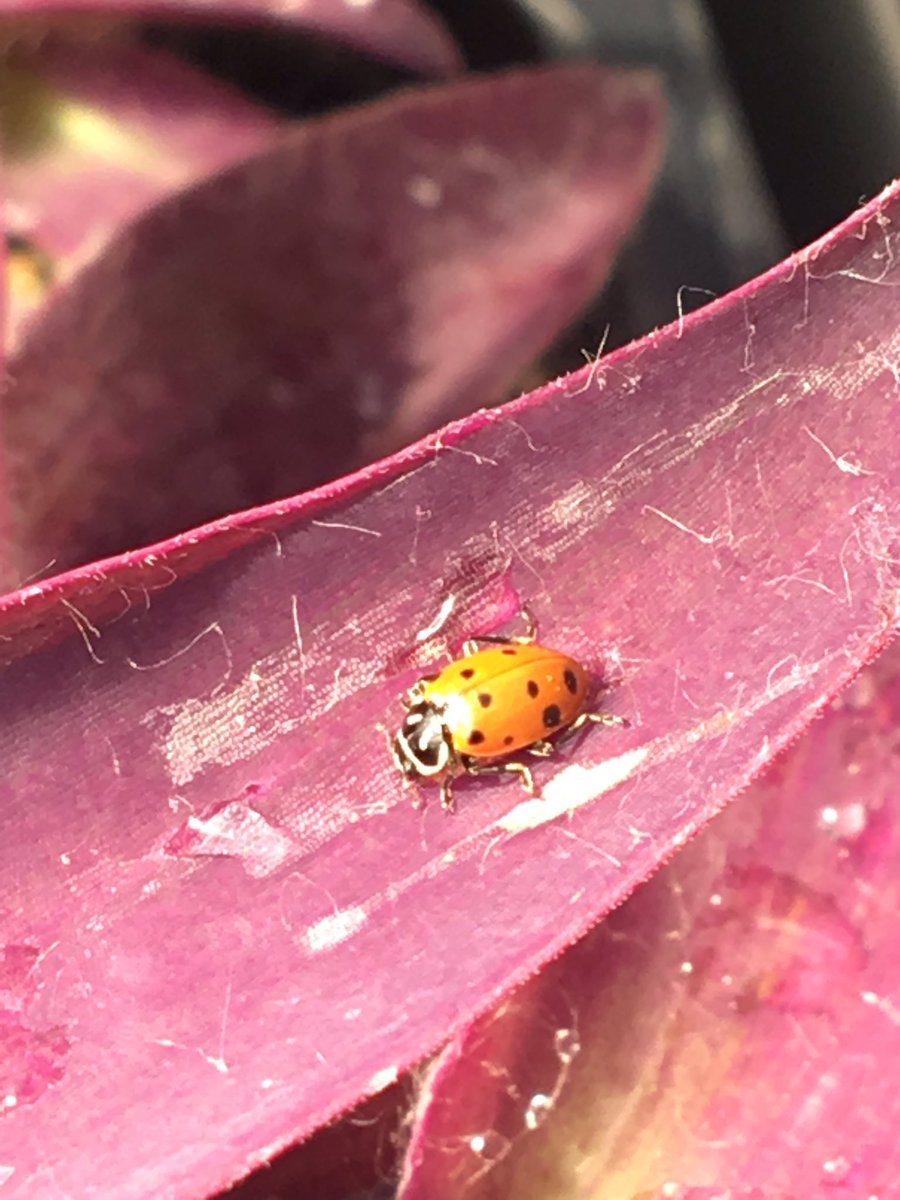 DanielleStull7's tweet photo. Biological Pest Control 

Using bugs to kill bugs. We had quite the aphid problem in the greenhouse and Mr. Kurtz decided to take a natural approach to controlling the pests. We used ladybugs. They eat up to 50 aphids per day and are no threat to the surrounding plants. https://t.co/lwHQekE012