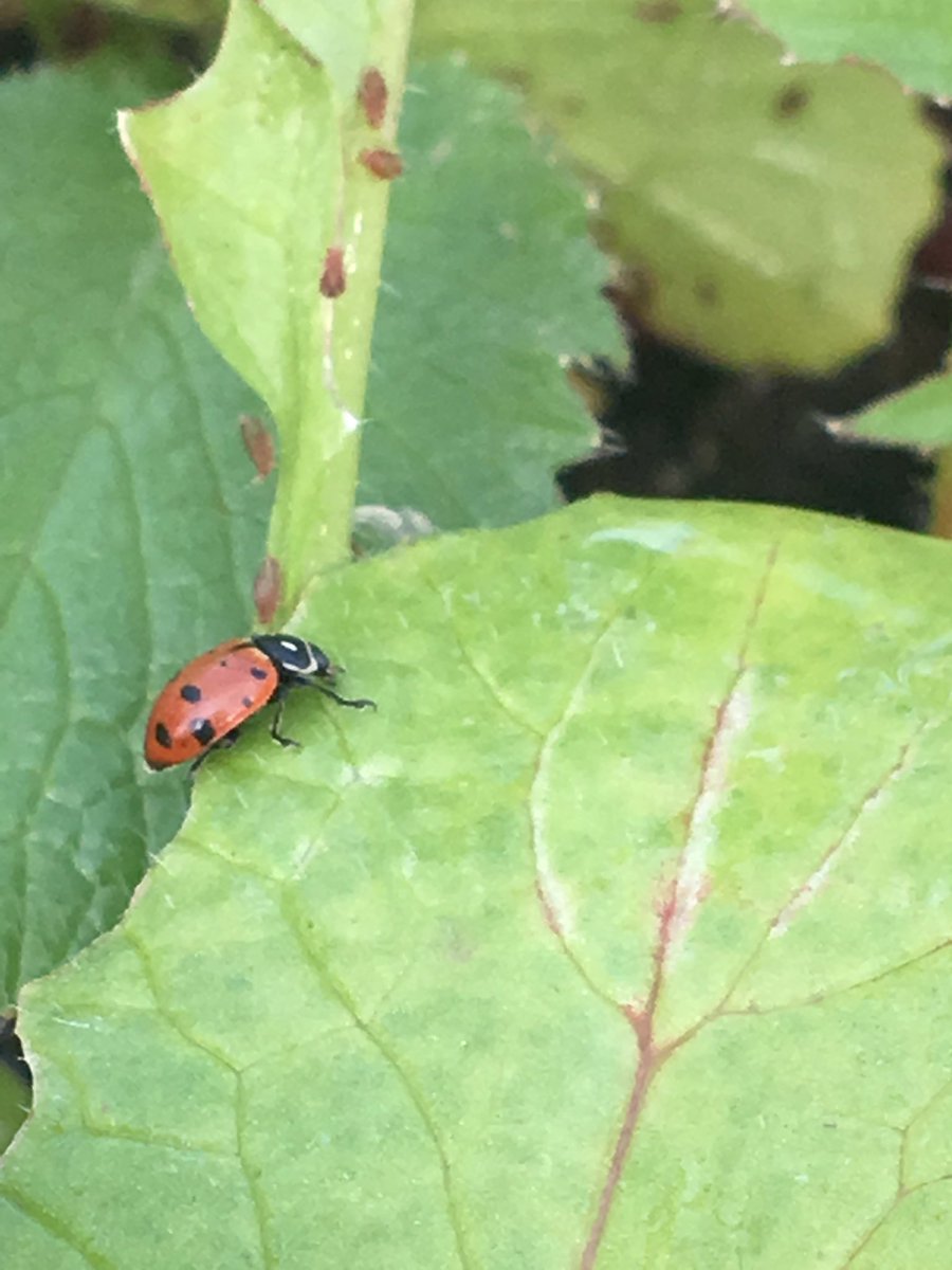 DanielleStull7's tweet photo. Biological Pest Control 

Using bugs to kill bugs. We had quite the aphid problem in the greenhouse and Mr. Kurtz decided to take a natural approach to controlling the pests. We used ladybugs. They eat up to 50 aphids per day and are no threat to the surrounding plants. https://t.co/lwHQekE012