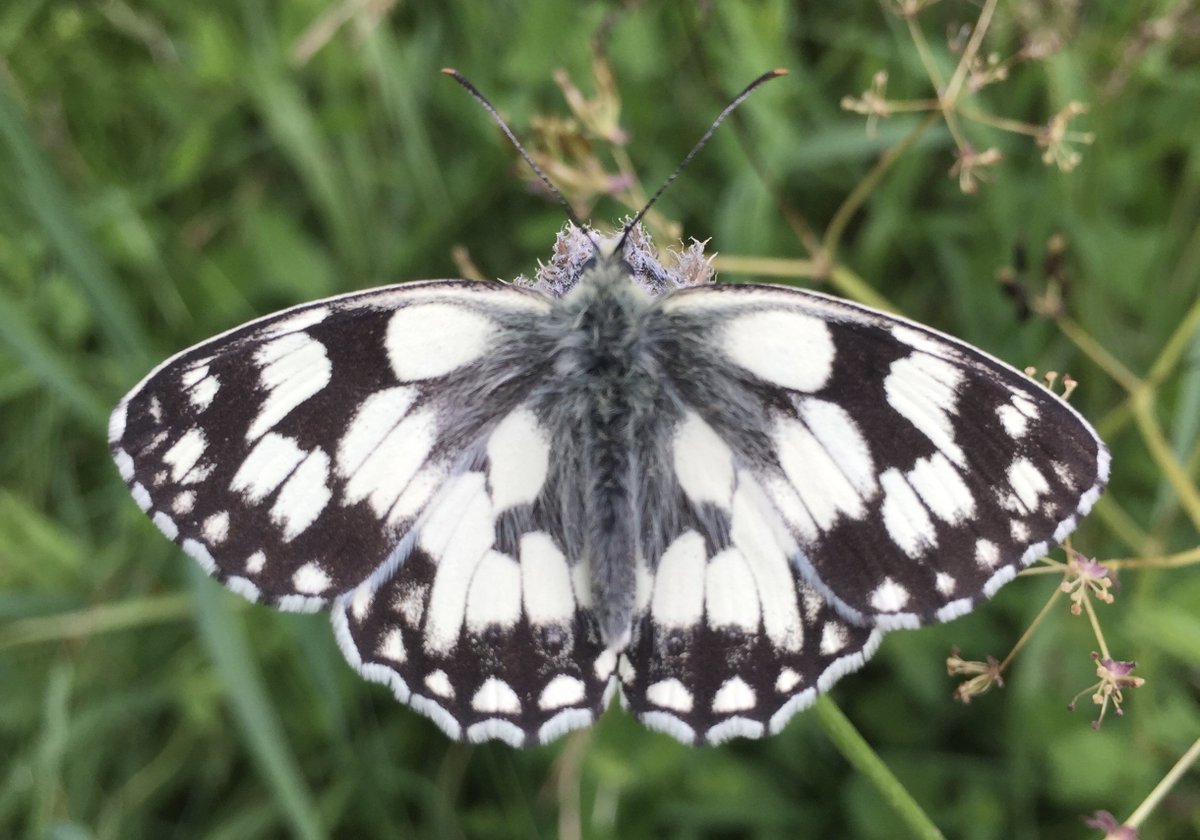 Don't miss our two free hosted wildflower meadow walks coming up on 15th June and 6th July.... 
facebook.com/pg/CotswoldsAO…