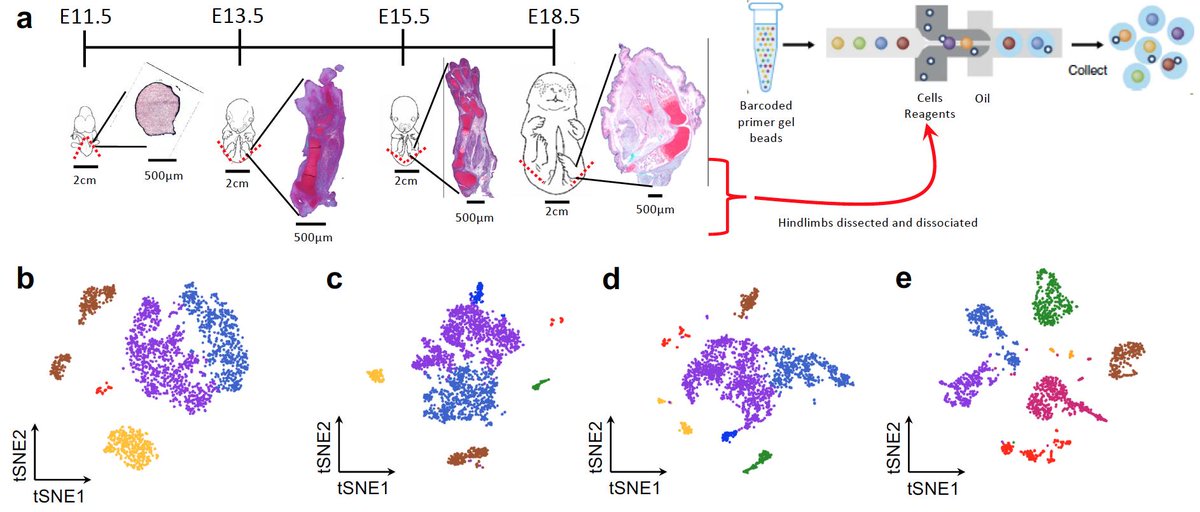 Farsh_G's tweet image. One more preprint from @guilak_lab on @biorxivpreprint! Our single-cell RNAseq atlas of limb bud development in the mouse. Fantastic work by Natalie Kelly @NatKellyPhD, with Gwen Huynh @CoderOmix.   biorxiv.org/content/10.110…