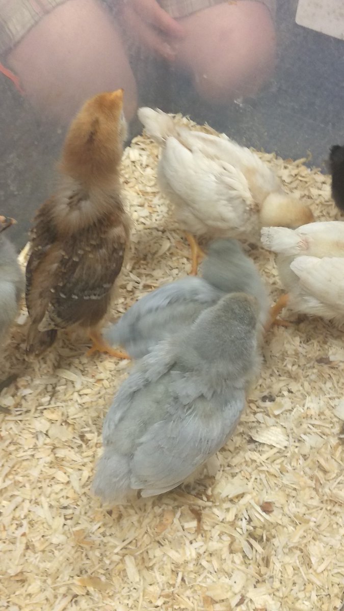 Kim Geer tweet media