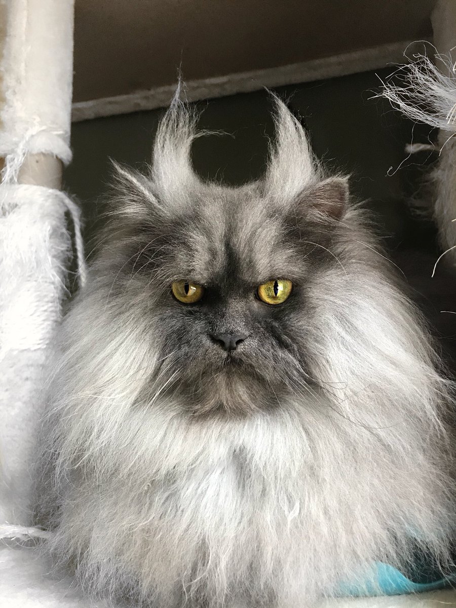Junotheangrycat's tweet photo. @catsofinstagram “Personality Pic” #catsofinstagram #twitterweek https://t.co/fj3DC2eubN