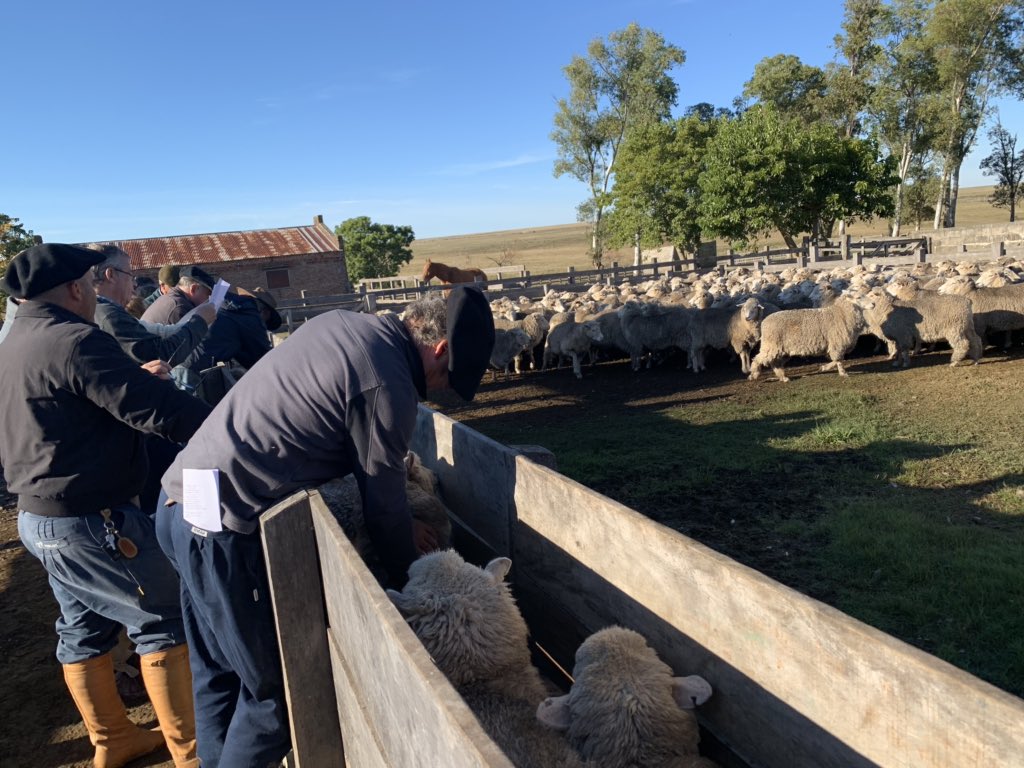 RVolonte's tweet photo. La gira #Merilin en el Establecimiento La Tropilla de López de Haro, en Costas del Salsipuedes.
Sistema simple, sustentado en mucho conocimiento, practicidad y objetivos claros que logra resultados 🐑💰
@mercados_SUL https://t.co/02m2dqznPK