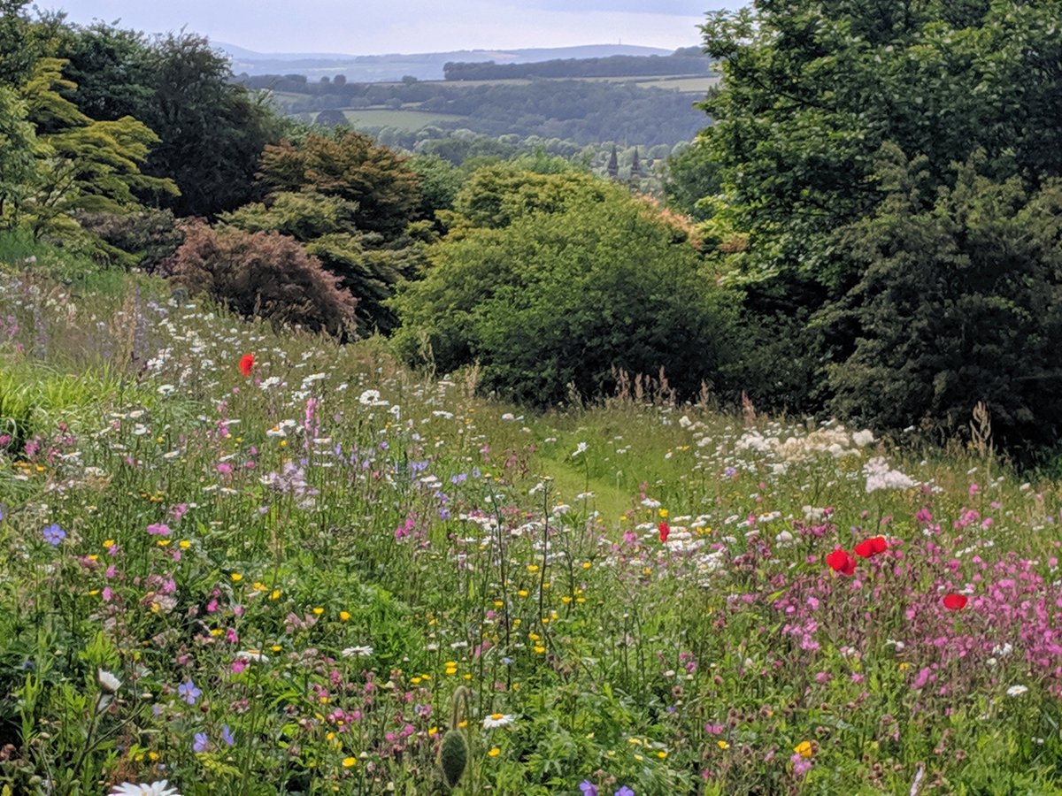 ChloeLe39602964's tweet photo. Cottage #gardens & #wildflower #meadow looking amazing right now at the Garden House #Dartmoor #devon #Countryside #DevonDay #devonhours #flowers #plants #summer #June4 @TGardenHouse https://t.co/CQW3oWLSof