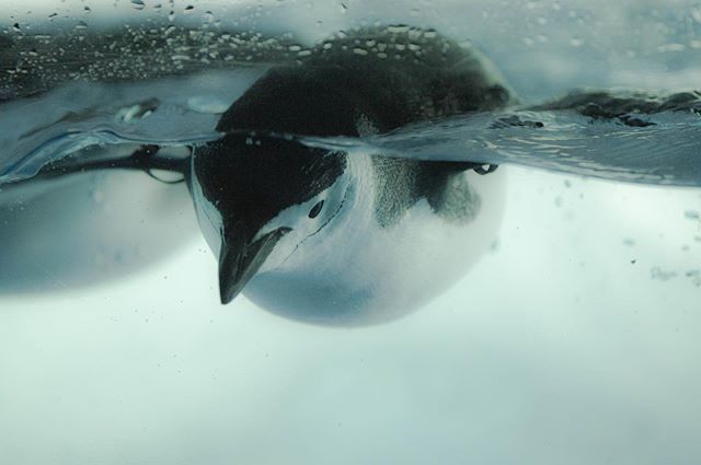 「*ぷかぷかヒゲペン*#penguin #penguinlove #ヒゲペンギン 」|えまごろう🐧のイラスト
