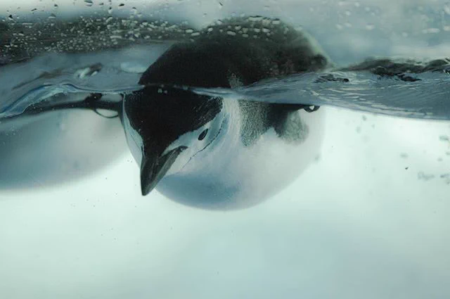 *ぷかぷかヒゲペン*#penguin #penguinlove #ヒゲペンギン #chinstrap #名古屋港水族館 #ペンギン  
