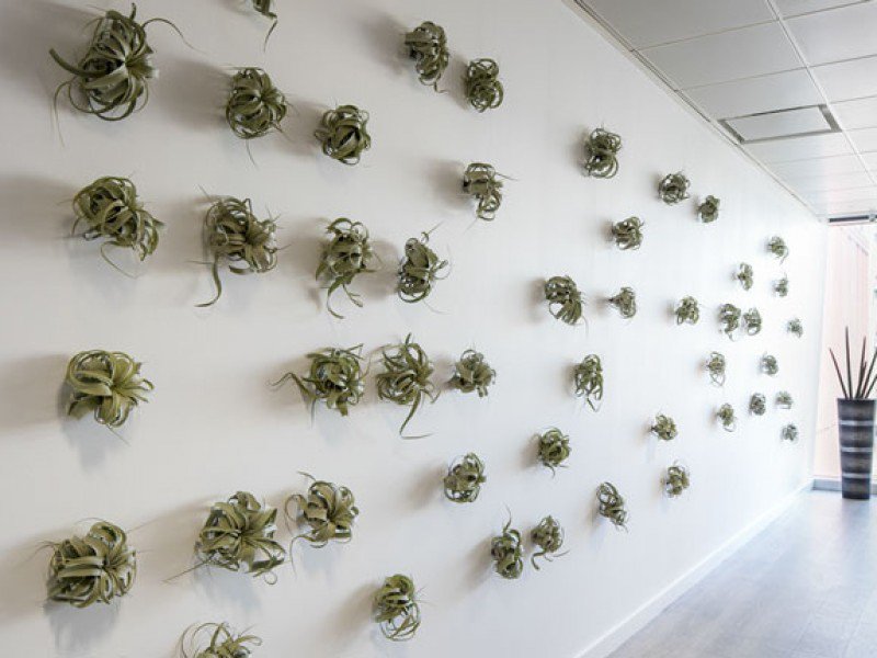 <a href="/InleafUK/">Inleaf Charlotte</a> install unique living wall feature for client >> ow.ly/GyTZ50umFuy #franchise #installation #beyourownboss