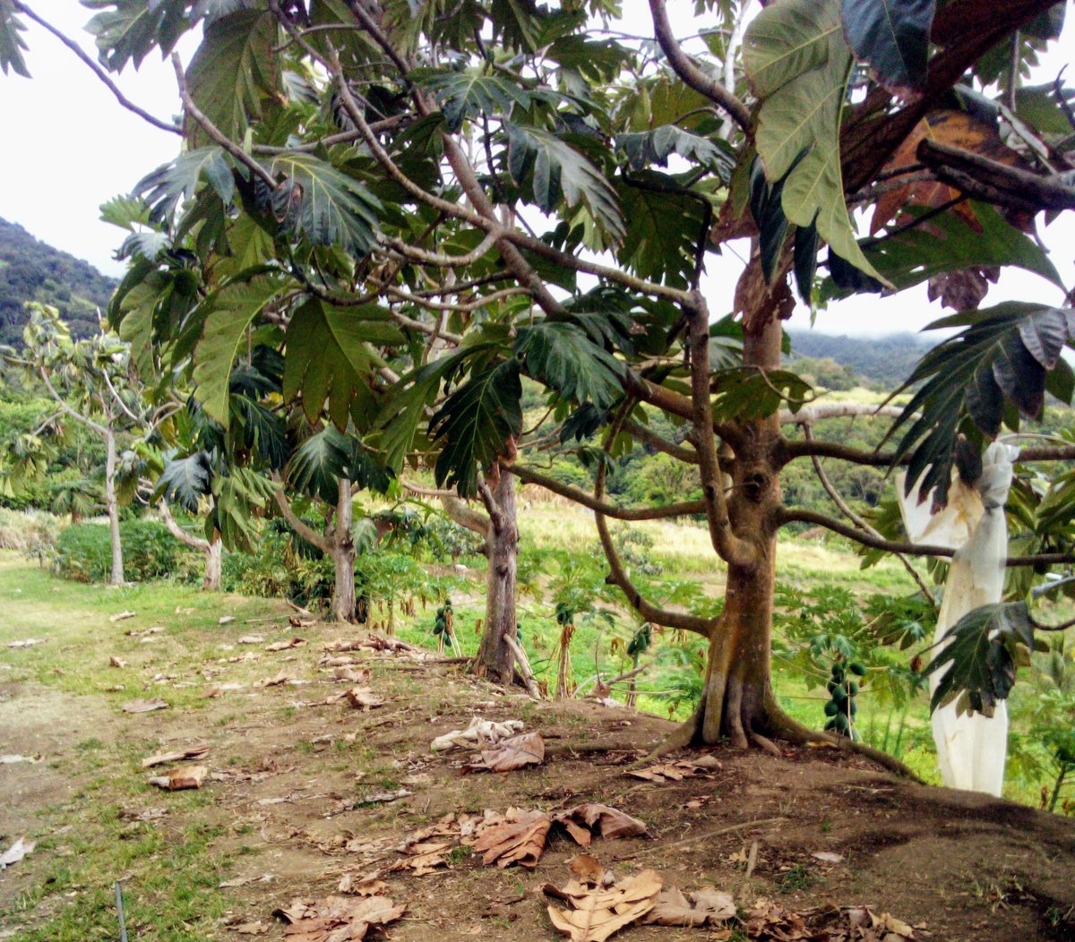ilis_watts's tweet photo. #agroforestry saves soil and provides #food

#breadnut https://t.co/YQELdicvmN