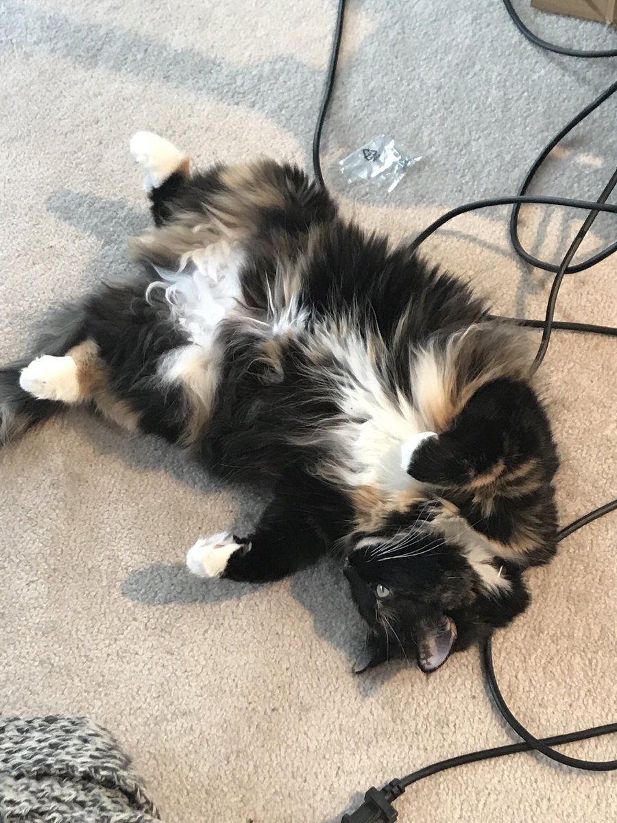 JordanKNeufeld's tweet photo. @Mr_D_Russ @CochraneHumane @MEOWFoundation @mrs_schiltz_1 @tdikeman @kittenxlady I did! #ilovemycat https://t.co/ewAmN7QlTI