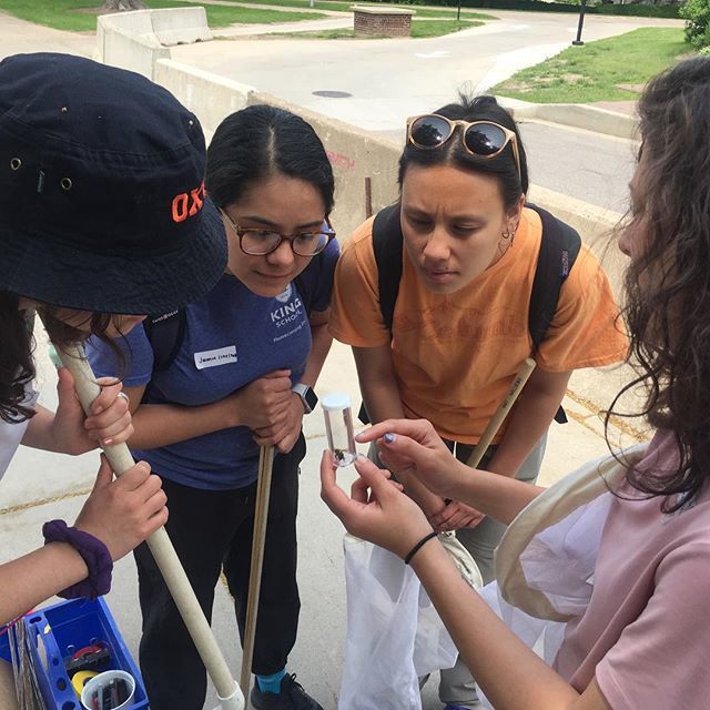 Claudio Gratton (@flypod2) on Twitter photo @taibumble showing our new field crew how to catch and identify bumble bees. #fieldwork <a href="/uwmadisoncals/">UW–Madison CALS</a> #2tw bit.ly/2XthB6a @taibumble showing our new field crew how to catch and identify bumble bees. #fieldwork <a href="/uwmadisoncals/">UW–Madison CALS</a> #2tw bit.ly/2XthB6a