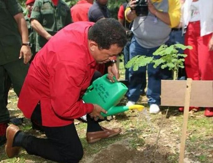 pinfantea's tweet photo. #Efemérides 📆 || Tal día como hoy, hace 13 años el Comandante Hugo Chávez lanzo la Misión Árbol durante el programa Aló Presidente 257, en el sector Los Venados del Parque Nacional Waraira Repano. #UniónYLealtad @NicolasMaduro https://t.co/zwbJnrcHZX