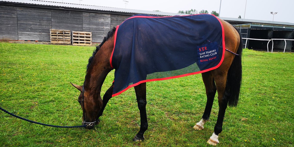 SammyTRacing's tweet photo. Well done team STR and all of the Luke Harvey Racing syndicate! @LeglockLuke #winner https://t.co/ZaGgwslytI