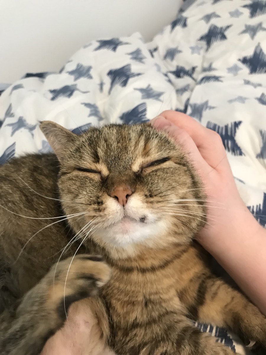 TheLifeOfTiger's tweet photo. what's up my pets? mum's home from school so now I get to have the good scritches https://t.co/Xke32Zozf4