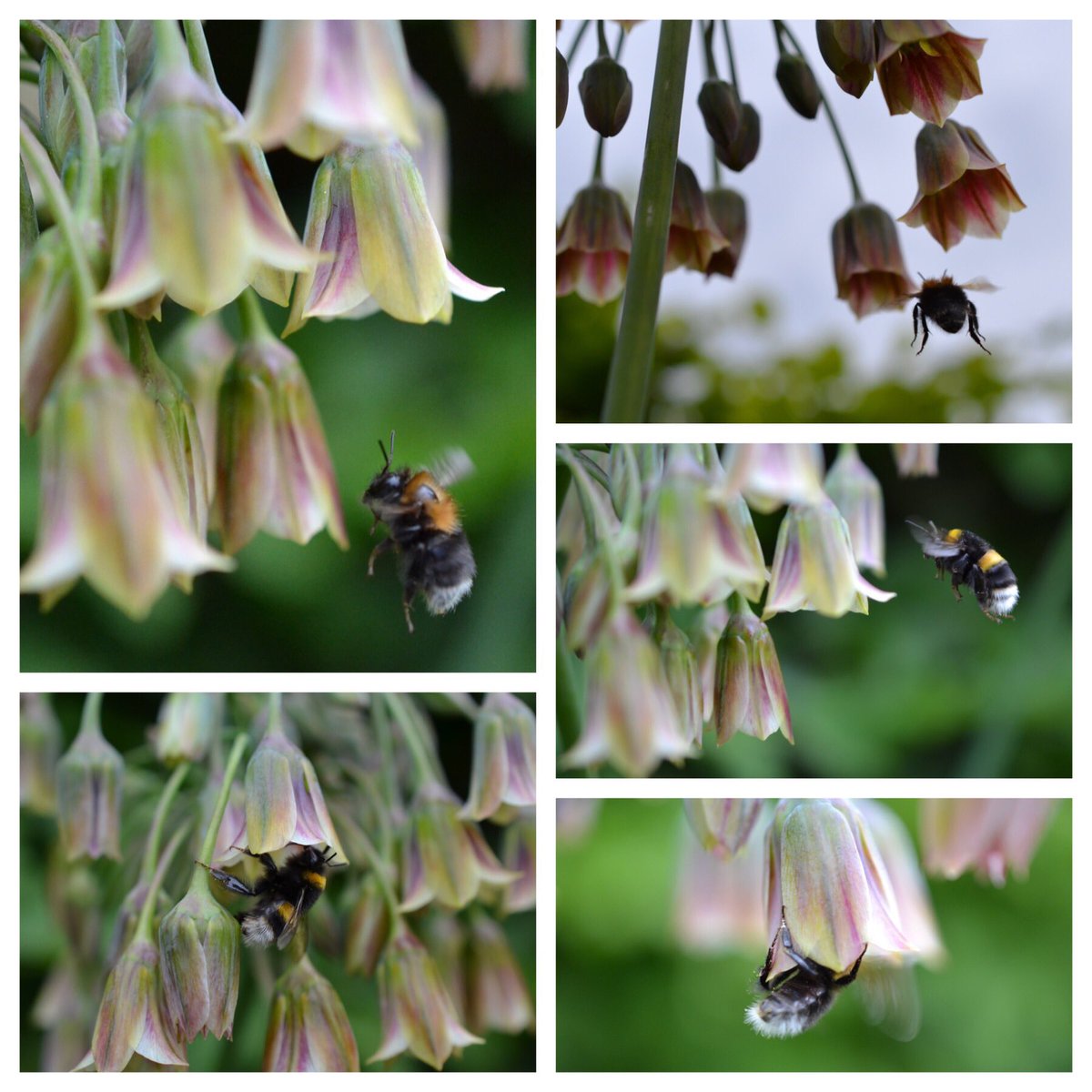 Staying close to home for Day 4 #30DaysWild I noticed how much the bees are loving the beautiful Lily Nectaroscordum I planted in the garden last autumn especially for the 🐝🐝 I thought I’d try a little macro photography but as the saying goes #practisemakesperfect 😉