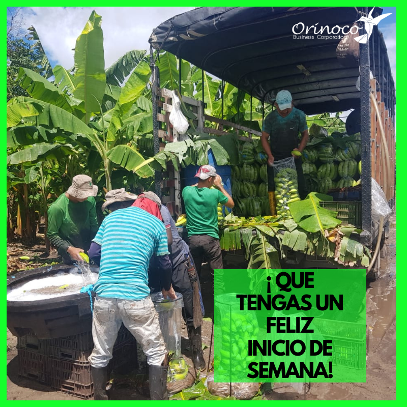 BusinessOrinoco's tweet photo. FELIZ MARTES🤗 . PLATANO HARTON EXCELENTE CALIDAD.🍌🍌🍌🍌🍌
#FelizMartes https://t.co/3gwmnLjb75