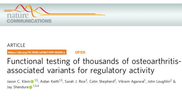 jasoncklein's tweet photo. Excited to share my latest work prioritizing genetic variants in osteoarthritis using MPRAs. Great collaboration with Aidan Keith @GrainOfScience @vagar112 and others https://t.co/gnhbwT0X9w https://t.co/F5i9JDXwtB