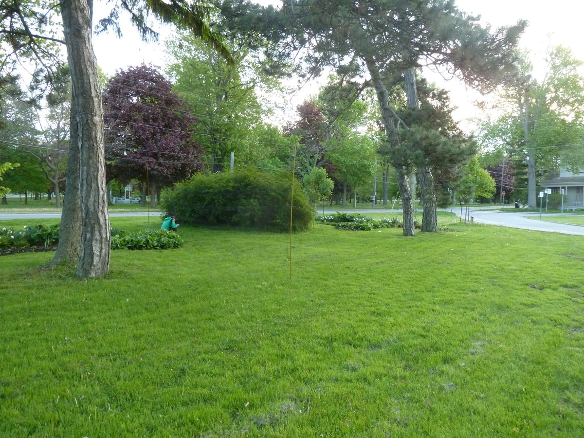 finch_fingers's tweet photo. setting up #mistnets in #urban areas can be tricky. There is no real complex understory, so hiding the nets from the birds' view is a #challenge and places are limited...birds tend to stay in the canopy when there are trees #toohighup #birdsdontcare #flowerbeds #thingsstuckinnets https://t.co/RpJMVBhzuf