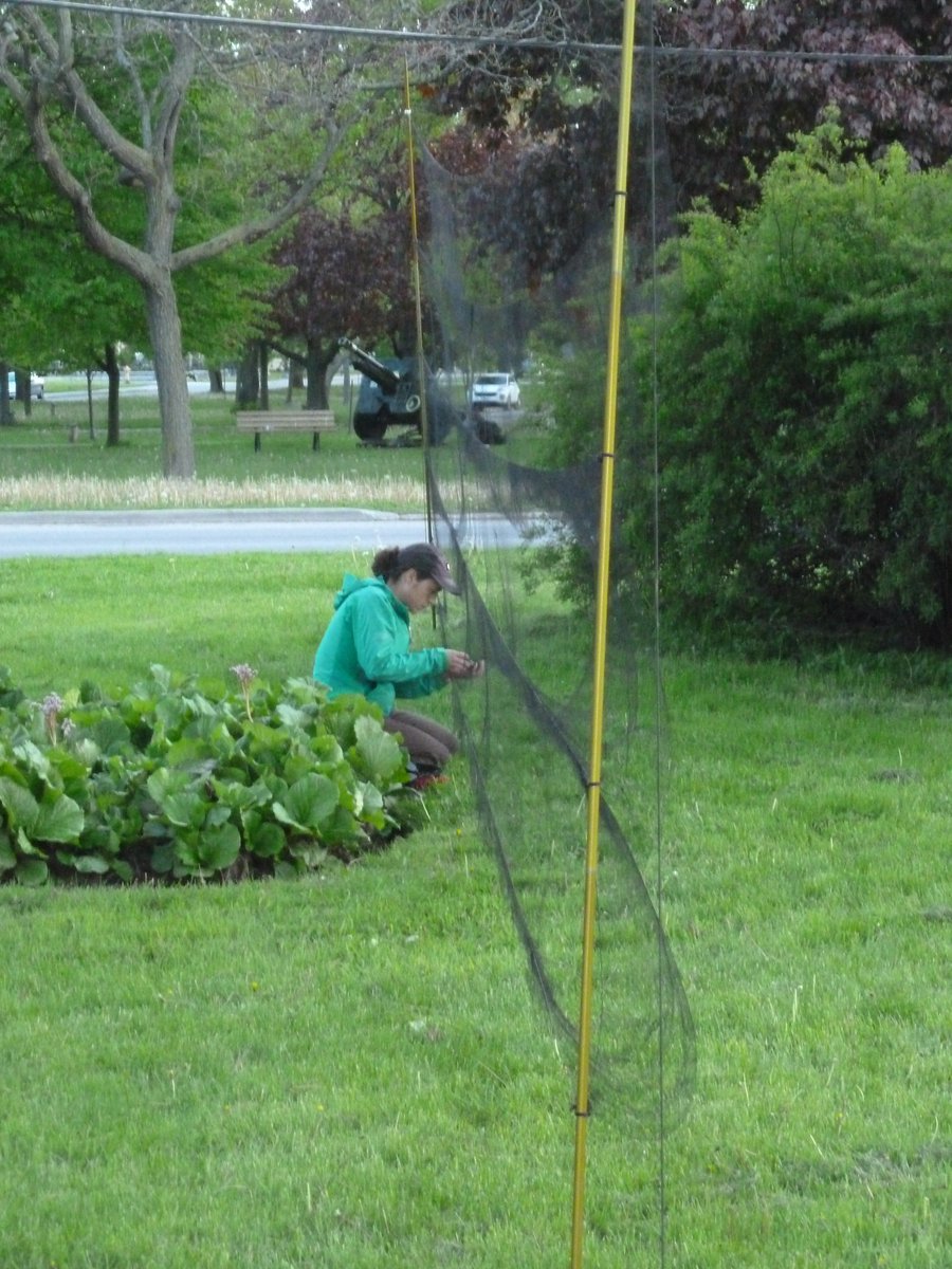finch_fingers's tweet photo. setting up #mistnets in #urban areas can be tricky. There is no real complex understory, so hiding the nets from the birds' view is a #challenge and places are limited...birds tend to stay in the canopy when there are trees #toohighup #birdsdontcare #flowerbeds #thingsstuckinnets https://t.co/RpJMVBhzuf