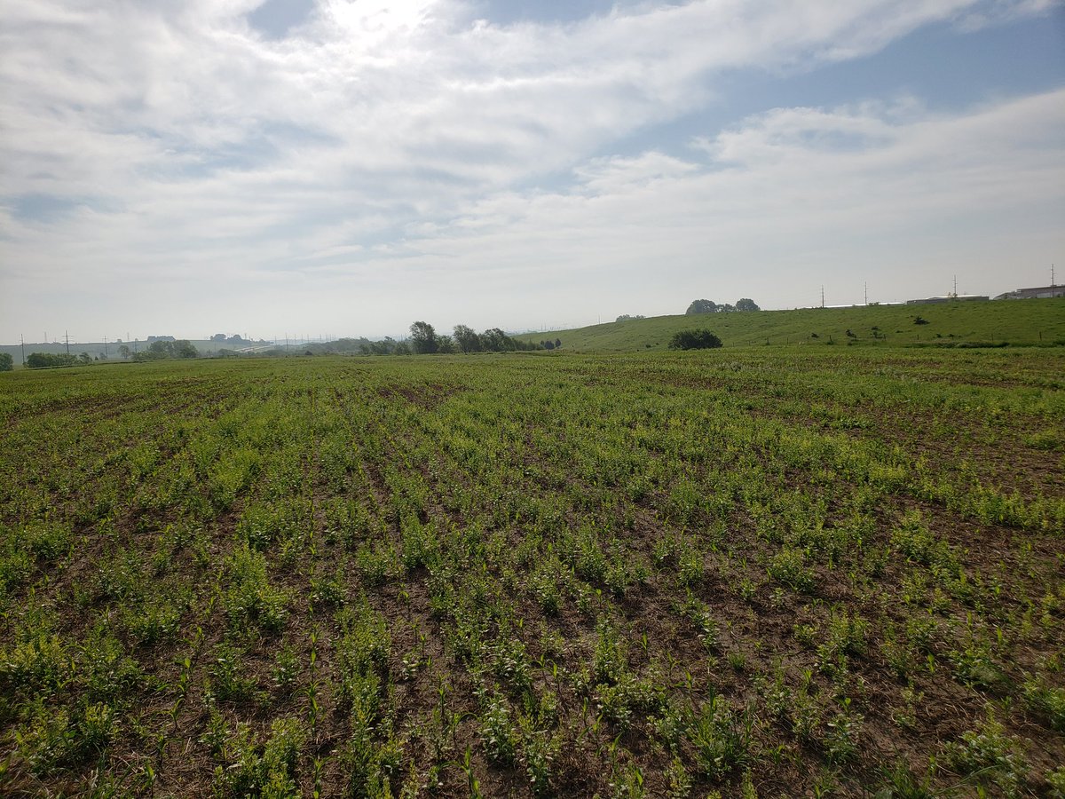 RRademac's tweet photo. The importance of weed identification is critical in the early season. We must ensure we identify the field pressure accordingly to select a proper mode of action. @CHS_Brandon1 #HelpingOurOwnersGrow #Agellum @CHSInterns https://t.co/hZSNtOYlf1