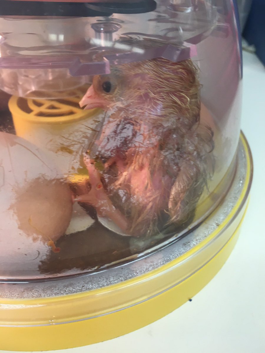 Celine29198550's tweet photo. Chippy has hatched! ๐ฅ๐ฃ@npsc_schools @Sttheresatigers #NPSCDSB #inquirybasedlearning #kindergarten #chicklifecycle https://t.co/Bt1uG78QvB