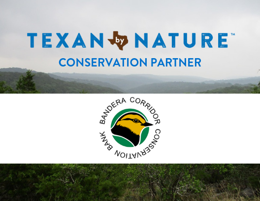 Introducing our newest Conservation Partner, Bandera Corridor Conservation Bank! BCCB focuses on land protections and management for Golden-cheeked Warbler habitat occurring in the Bandera Canyonlands. Learn more at banderacorridor.com.