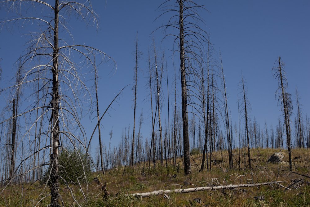 StateForesters's tweet photo. The House's #DisasterAidPackage includes $12 million for S&PF #Forestry, a $720-million repayment to the @forestservice for 2018 #FireBorrowing, $480 million for the Emergency #Forest Restoration Program, and just over $3 billion for producers affected by #NaturalDisasters... https://t.co/feeQUFwUYQ