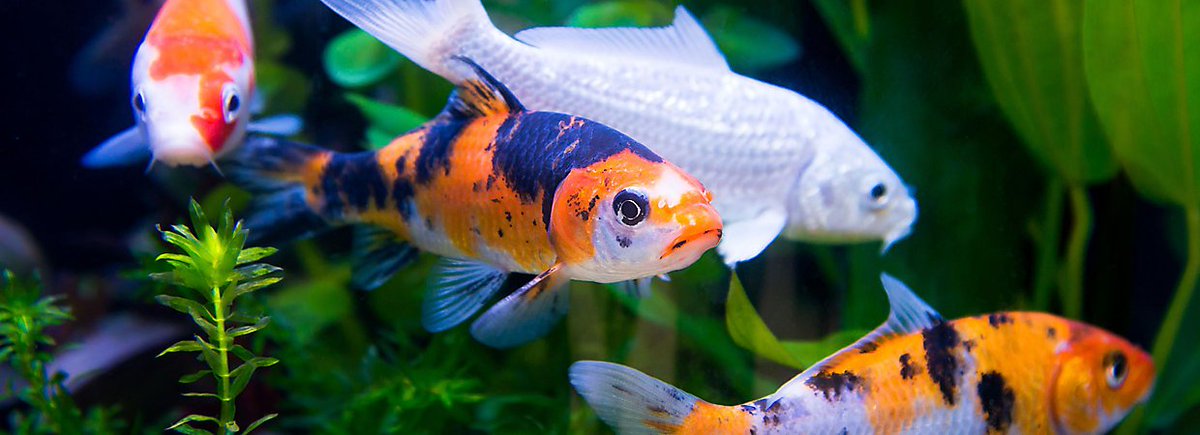 FancyAquariumIN's tweet photo. A fish aquarium tends to free your home from all the evils and maintains a serene, fortuity atmosphere.
(यह घर या कार्यालय में धन की ऊर्जा को आकर्षित करने के सर्वोत्तम तरीकों में से एक है)
Please visit &amp; buy from https://t.co/alAgw39QIt 
See video - https://t.co/bvbvsjWTfF … https://t.co/ju9LxRjj7M
